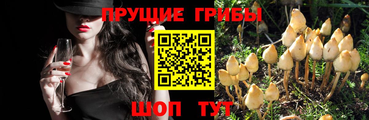 закладка  Галлюциногенные грибы MAGIC MUSHROOMS  Вход с VPN  Кемерово 
